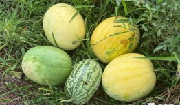 梦见摘钩瓜吃,摘钩瓜的奇幻之旅