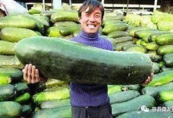 吃老汉瓜身体痒,吃老汉瓜，体验独特瘙痒乐趣