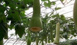 大爷吃瓜的图片,夏日休闲生活写照