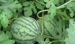 吃瓜2人,揭秘娱乐圈背后的秘密与真相