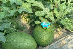 由吃瓜基地,一场别开生面的农业盛宴