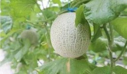 花蕾蜜瓜怎么吃,花蕾蜜瓜的多重食法探索