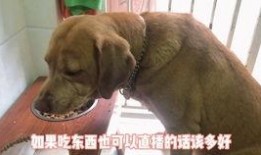 狗看人吵架吃瓜,看人吵架，乐在其中