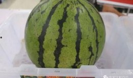 南宫雨轩吃瓜,揭秘娱乐圈幕后故事