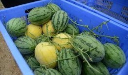 吃瓜群的骗局,揭秘网络陷阱背后的真相