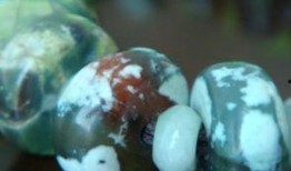 合金珠子吃瓜,揭秘吃瓜背后的科技魅力