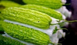 怀孕吃稍瓜,孕妇吃稍瓜的益处与食用指南