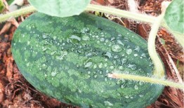 莆田菜菜吃瓜,探寻地方美食的独特魅力