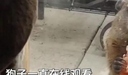 有土拨鼠吃大瓜,大瓜成美食盛宴