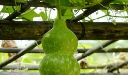 吃葫芦瓜要去心吗,食用前的必知细节