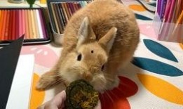 兔子吃脆瓜吗,探究小动物的特殊饮食习惯