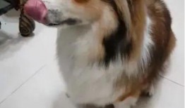 带你吃瓜野生狗狗,野生狗狗的“吃瓜”生活