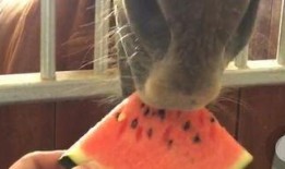 马頔吃瓜,揭秘娱乐圈背后的故事