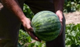 刮着吃的瓜,刮着吃的瓜，清爽一夏尽享美味