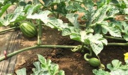 算命当吃瓜,揭秘神秘命运与轻松娱乐的奇妙融合