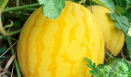 全民吃瓜上市了吗,从现象到现象级企业，上市之路揭秘