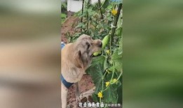 小狗吃瓜打喷嚏,趣味瞬间捕捉