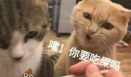 橘猫吃瓜表情包,萌态十足，笑料横生