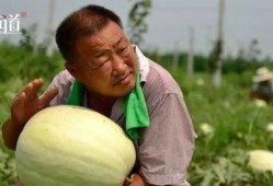 城市学吃瓜,探寻美食背后的城市文化底蕴