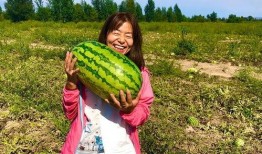 小康吃瓜视频在线观看,带你领略网络短视频的魅力