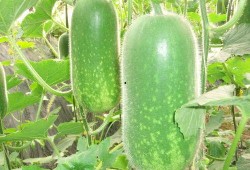 带你吃瓜满级商家