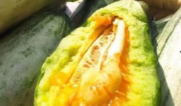 安静吃瓜英文,Unraveling the Intricacies of the 'Quiet Gourd Eating' Phenomenon