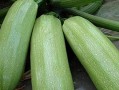 现在吃的瓜是春瓜吗,品味时令春瓜