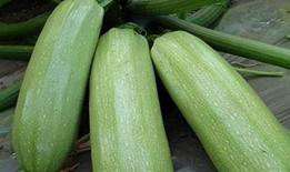 现在吃的瓜是春瓜吗,品味时令春瓜