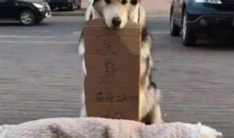 吃瓜被打的狗狗,引发网友热议