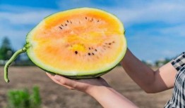 吃瓜小农,揭秘农村生活的酸甜苦辣