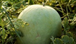 痞幼三分25吃瓜