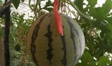 瓜娄子是吊瓜吗怎么吃,吊瓜的独特风味与食用方法揭秘