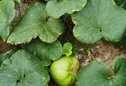 安静吃瓜英文,Unraveling the Intricacies of the 'Quiet Gourd Eating' Phenomenon