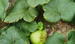 安静吃瓜英文,Unraveling the Intricacies of the 'Quiet Gourd Eating' Phenomenon