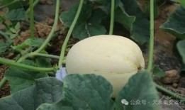 白色瓜咋吃,白色瓜的多样食用方法与美味探索