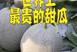 吃世界最甜的瓜,探寻全球最甜瓜果之旅