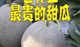 吃世界最甜的瓜,探寻全球最甜瓜果之旅