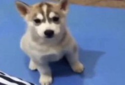 狗看人吵架吃瓜,看人吵架，乐在其中