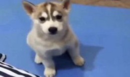 狗看人吵架吃瓜,看人吵架，乐在其中