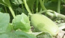 吃瓜视频大全新疆,吃瓜视频带你领略大美新疆风味