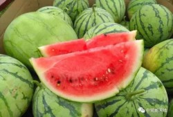 享受吃瓜,揭秘吃瓜群众的快乐源泉