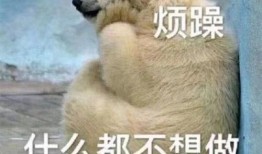 吃瓜 狼 表情包,趣味横生引发热议