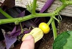 瓜苗瓜花怎么吃,探索夏日清新口感