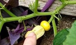 瓜苗瓜花怎么吃,探索夏日清新口感