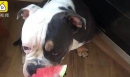 狗吃扶手瓜,扶手瓜的奇妙滋味