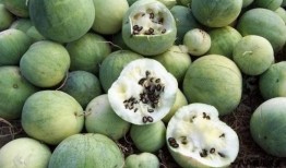 国人吃瓜能力,全民娱乐时代的全民参与