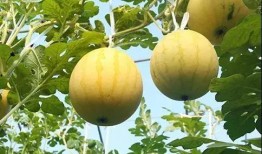 瓜地吃瓜新鲜采摘,尽享新鲜美味