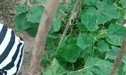 地里吃瓜怎样形容,探寻乡村生活的甜蜜滋味