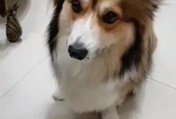 带你吃瓜野生狗狗,野生狗狗的“吃瓜”生活