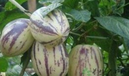 吃茄瓜的禁忌,食用禁忌须知